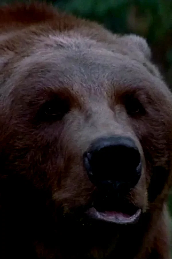  Bart the Bear