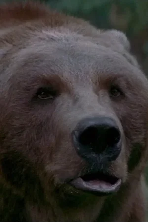  Bart the Bear