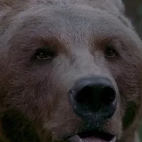 Photo star :  Bart the Bear