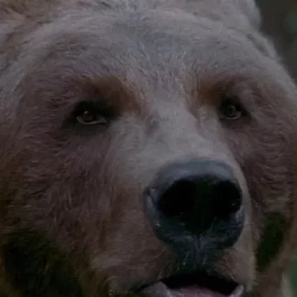  Bart the Bear