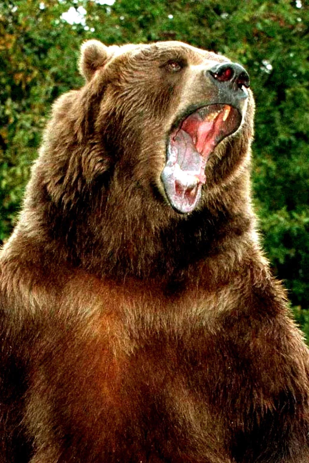  Bart the Bear