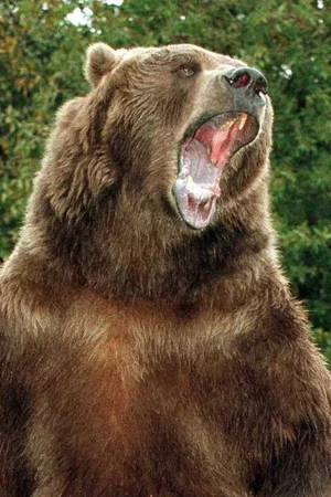  Bart the Bear
