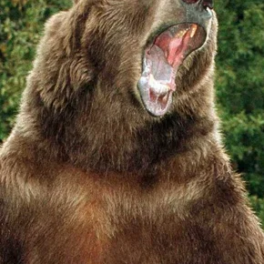 Photo star :  Bart the Bear