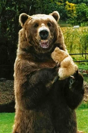  Bart the Bear