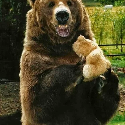  Bart the Bear