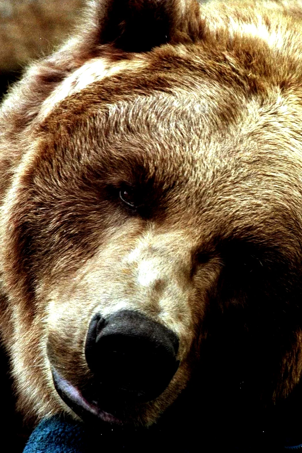  Bart the Bear