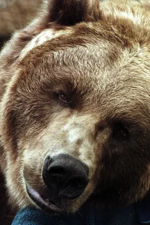  Bart the Bear photo