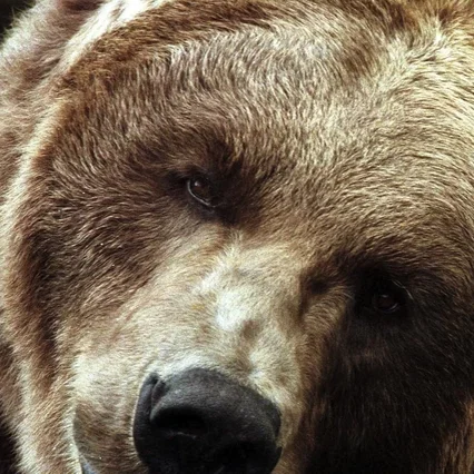  Bart the Bear
