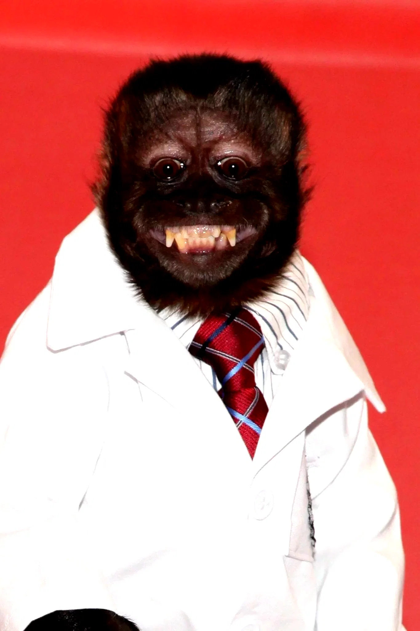  Crystal the Monkey