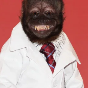 Photo star :  Crystal the Monkey
