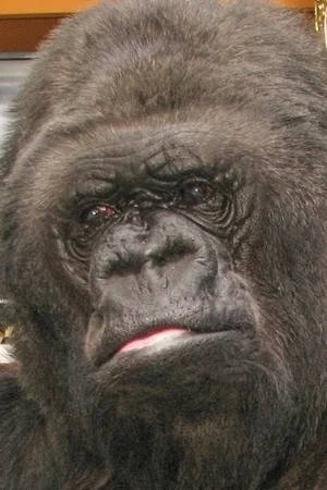  Koko photo