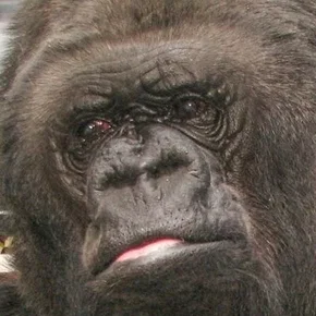 Photo star :  Koko