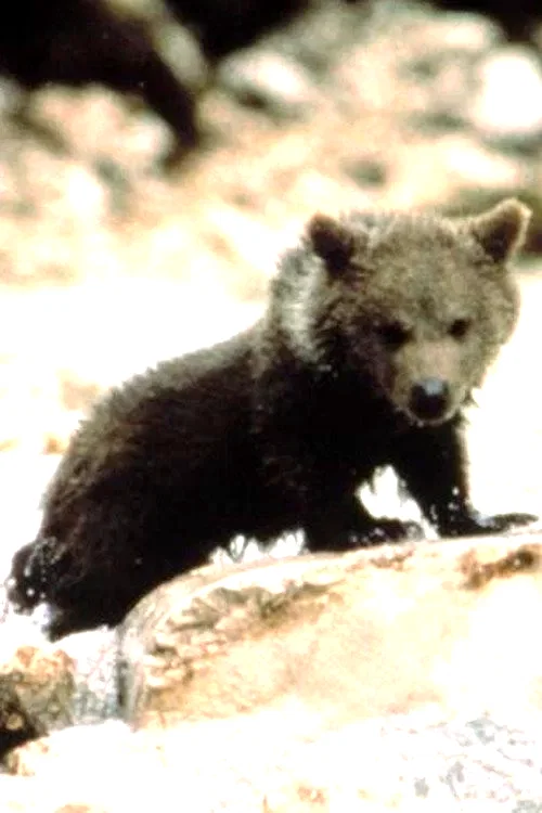  Youk the Bear