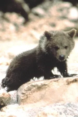  Youk the Bear photo