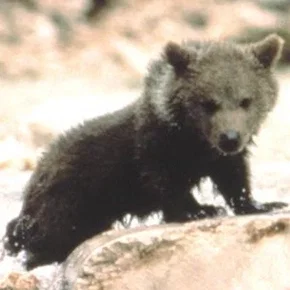 Photo star :  Youk the Bear