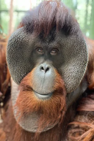  Sam the Orangutan