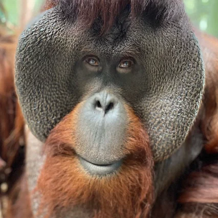  Sam the Orangutan