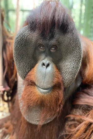  Sam the Orangutan photo