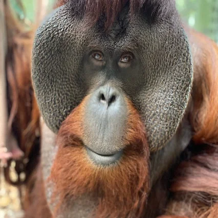  Sam the Orangutan