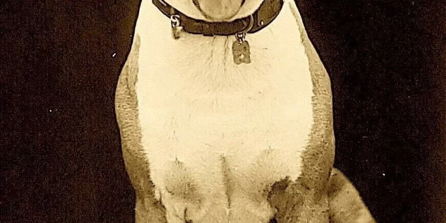 Luke Dog Luke the Dog : sa biographie, filmographie, et quelques photos