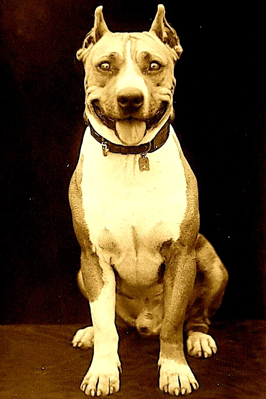  Luke the Dog