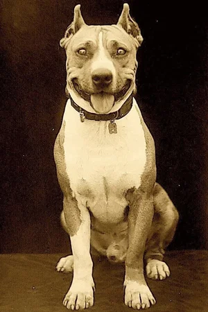  Luke the Dog photo