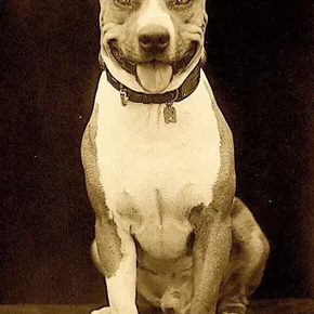 Photo star :  Luke the Dog