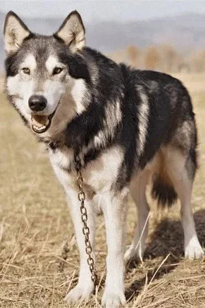  Jed