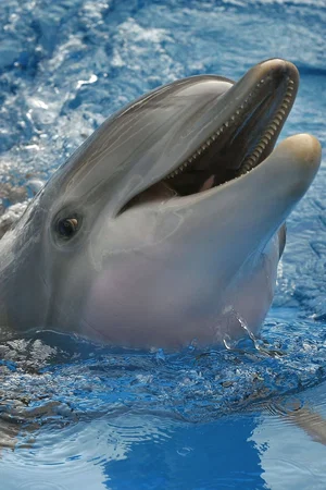  Winter The Dolphin photo