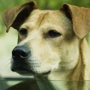 Photo star :  Lucy