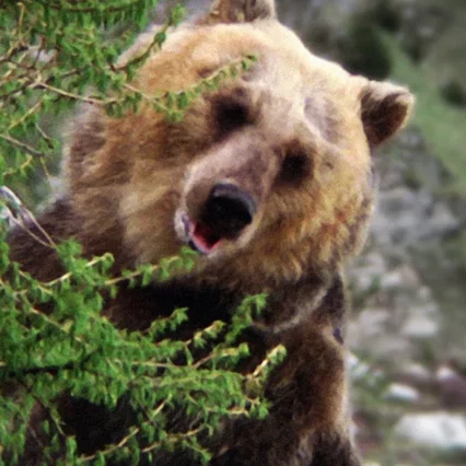  Bozo the Bear