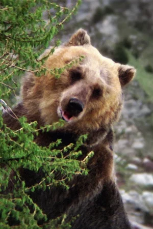  Bozo the Bear photo