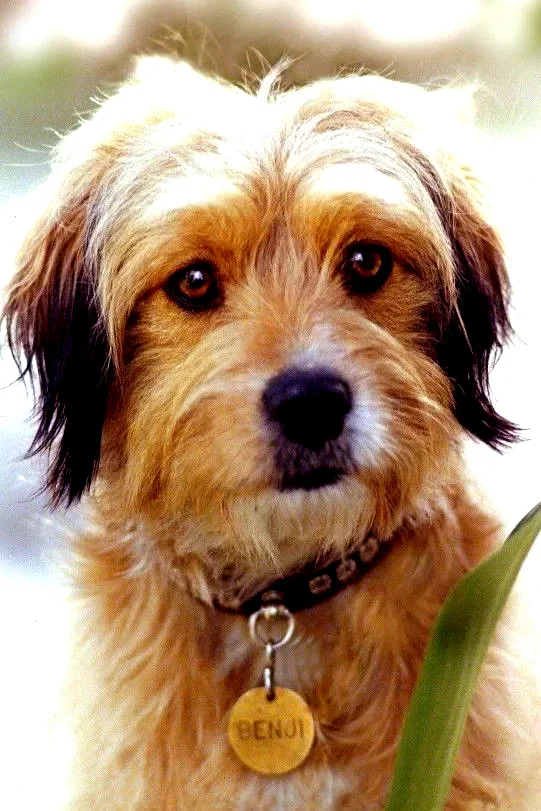  Benjean