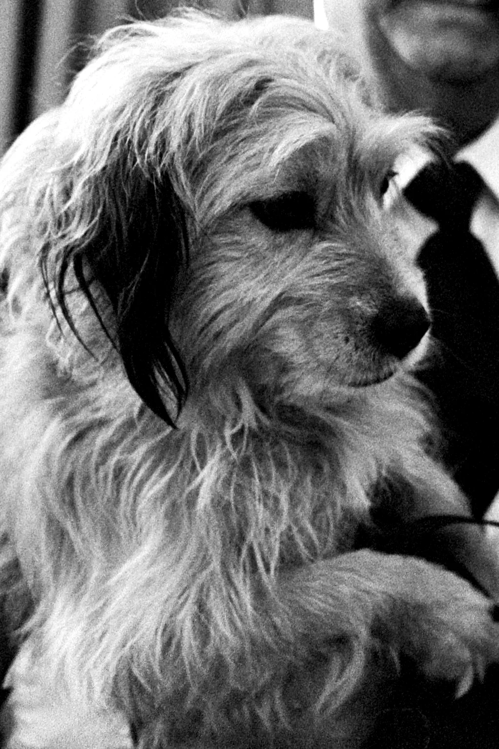  Benjean