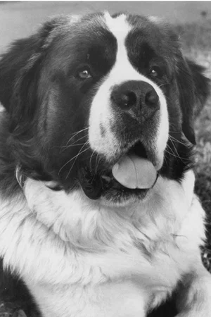  Chris the Dog photo