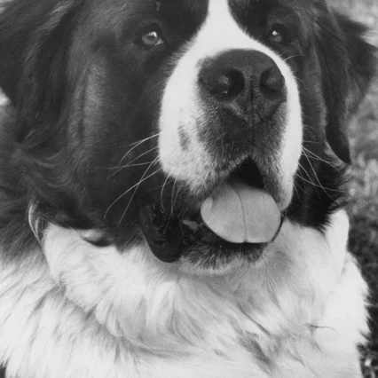  Chris the Dog