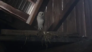 Image de La chouette