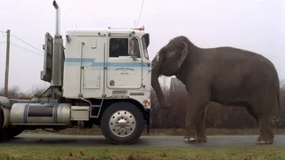 Image de Parole de singe
