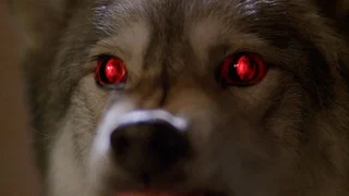 Image de Entre chien et loup