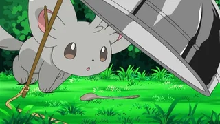 Image de Chinchidou, le roi de la propreté !