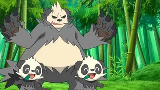 Image de Une forêt de bambous pleine de surprises !