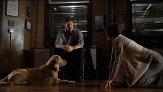 Image de Une vie de chien