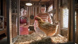 Image de Une poule en vie, un poulet frit et une union sacrée