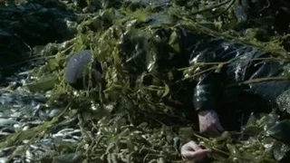 Image de Le chercheur de trésor