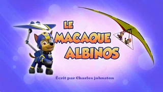 Image de Le Macaque albinos