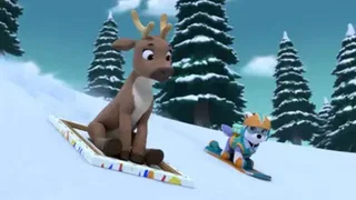 Image de Le bébé caribou
