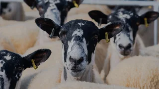 Image de Les moutons