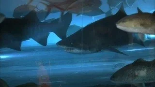 Image de Un monde de requins